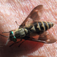 chrysops_relictus1md