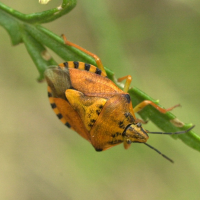 codophila_varia4md (Codophila varia)