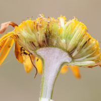 cota_tinctoria5md (Cota tinctoria)