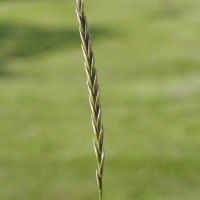 Elytrigia repens ssp. repens (Chiendent commun)