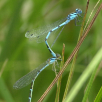 enallagma_cyathigerum2md (Enallagma cyathigerum)