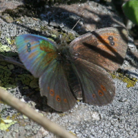 erebia_cassioides2bd (Erebia cassioides)