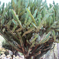 Euphorbia ingens (Euphorbe arborescente, Arbre candélabre)
