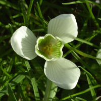 galanthus_nivalis4md