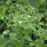 Galinsoga ciliata (Galinsoga velu)