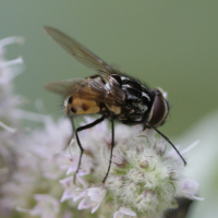 Graphomya maculata (Graphomyie tachetée)