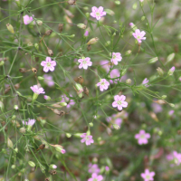 gypsophila_muralis2md