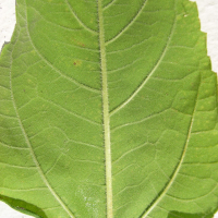 helianthus_tuberosus4md