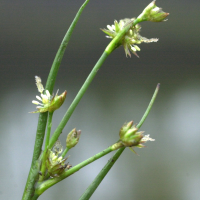 juncus_bulbosus2md