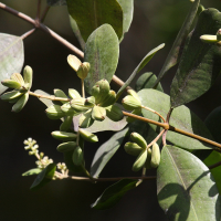 laguncularia_racemosa4bbd