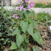 lunaria_annua5md