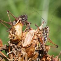 metrioptera_saussuriana2md