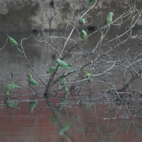 Psittacula krameri (Perruche à collier)