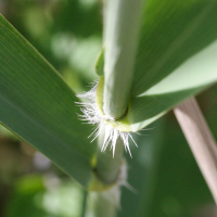 phragmites_australis4md