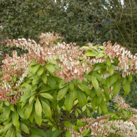 pieris_formosa2bmd