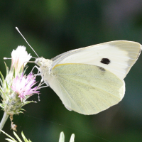 pieris_rapae3md