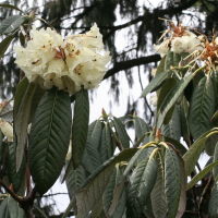 rhododendron_grande2md