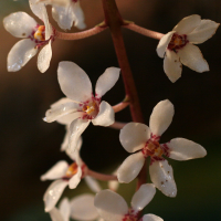 sarcochilus_hartmannii2md