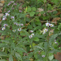 aster_amellus2md (Aster amellus)