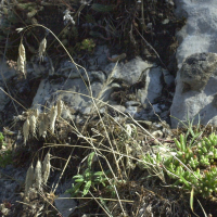 Bromus squarrosus (Brome raboteux)