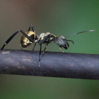 camponotus_sericeiventris2md (Camponotus sericeiventris)