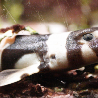 Chiloscyllium punctatum (Requin chabot bambou)