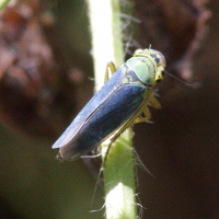 cicadella_viridis4bd (Cicadella viridis)