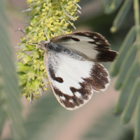 colotis_vestalis2bd (Colotis vestalis)