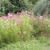 Cosmos bipinnatus (Cosmos)