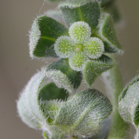 cynoglossum_creticum5md (Cynoglossum creticum)