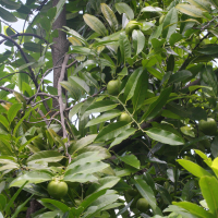 Diospyros digyna (Sapotier noir)