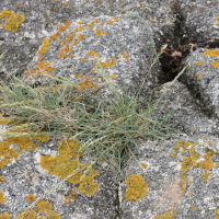 elytrigia_repens_repens1md (Elytrigia repens ssp. repens)