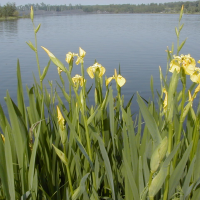Iris pseudacorus (Iris jaune)