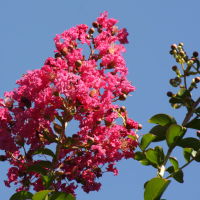 lagerstroemia_indica1bd