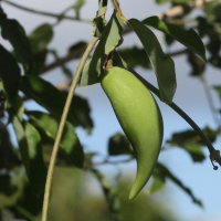 leptadenia_madagascariensis6md