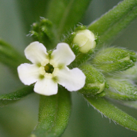 lithospermum_officinale4md