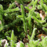 Lycopodium annotinum (Lycopode à feuilles de genévrier, Lycopode à rameaux annuels, Lycopode à rameaux d'un an)