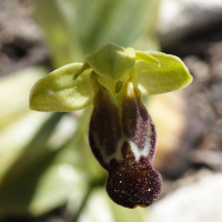 ophrys_fusca3md