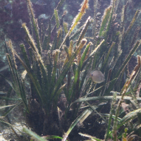 Posidonia oceanica (Posidonie)