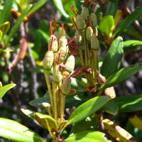 rhododendron_ferrugineum4md