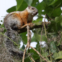 sciurus_variegatoides3bd