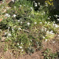Allium neapolitanum (Ail de Naples, Ail blanc)