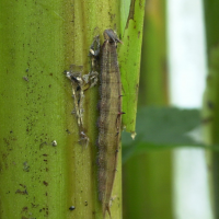 caligo_memnon_ch1md (Caligo telamonius ssp. memnon)