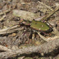 cicindela_campestris5bd (Cicindela campestris)