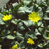 crepis_pygmaea2md (Crepis pygmaea)