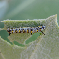 danaus_chrysippus_ch1md (Danaus chrysippus)