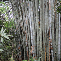 dendrocalamus_giganteus2md (Dendrocalamus giganteus)