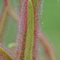 drosera_capensis4bd (Drosera capensis)