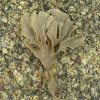 Flustra foliacea (Flustra)