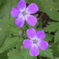 geranium_sylvaticum2amd